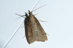 Eudonia octophora