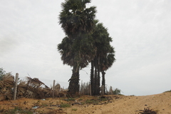 Borassus flabellifer