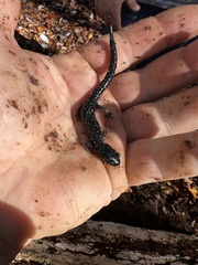 Plethodon glutinosus