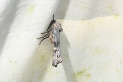 Lithomoia germana