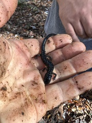 Plethodon glutinosus