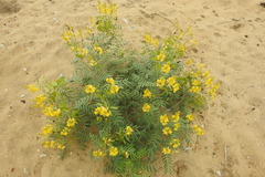 Senna alexandrina
