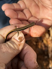 Eurycea guttolineata