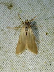 Acentria ephemerella