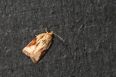 Acleris stadiana