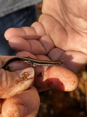 Eurycea guttolineata