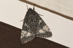Catocala briseis