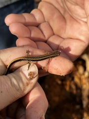 Eurycea guttolineata