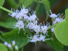 Chromolaena odorata