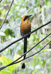 Baryphthengus martii