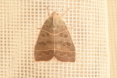 Ipimorpha pleonectusa