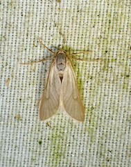 Acentria ephemerella