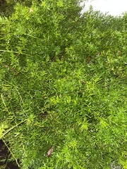 Asparagus