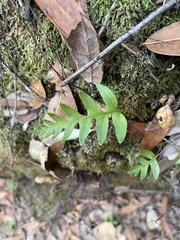 Polypodium