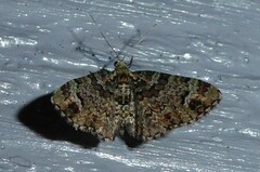 Pasiphila bilineolata