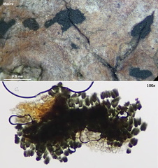 Cryptocoryneum