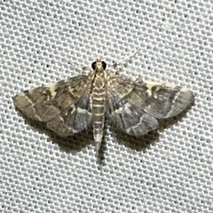 Anageshna primordialis