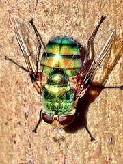 Rutilia