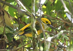 Tangara icterocephala