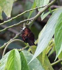Microchera albocoronata