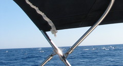 Stenella coeruleoalba