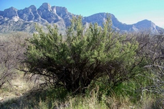 Condalia warnockii