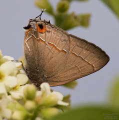 Electrostrymon hugon