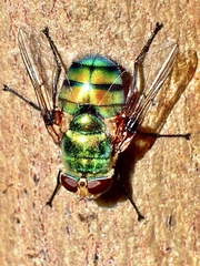 Rutilia