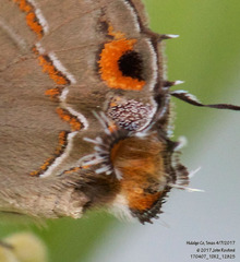 Electrostrymon hugon