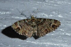 Pasiphila bilineolata