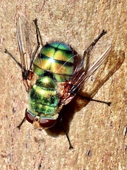 Rutilia