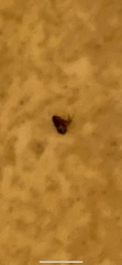 Cimex lectularius