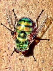 Rutilia