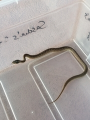 Crotaphopeltis hotamboeia