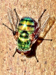 Rutilia