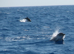 Stenella coeruleoalba