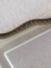 Crotaphopeltis hotamboeia