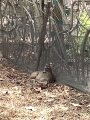 Odocoileus virginianus