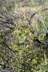 Condalia warnockii