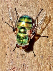 Rutilia