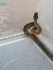 Crotaphopeltis hotamboeia
