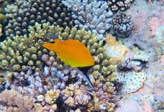 Forcipiger longirostris