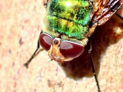 Rutilia