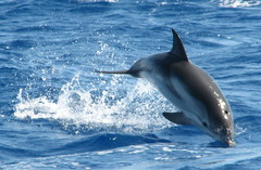 Stenella coeruleoalba