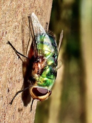 Rutilia
