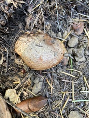 Suillus caerulescens