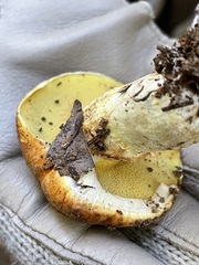 Suillus caerulescens