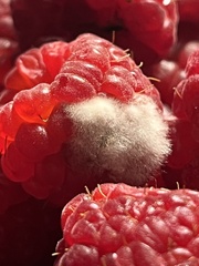 Botrytis