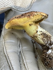 Suillus caerulescens
