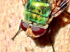 Rutilia